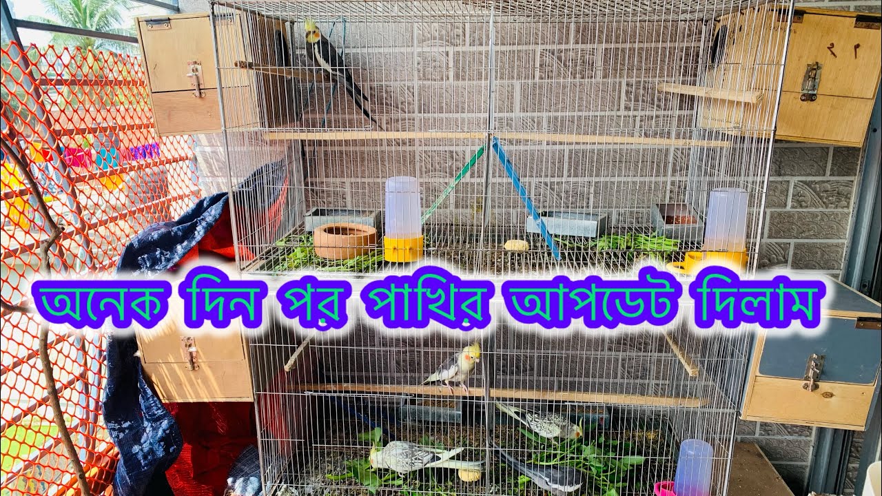 অনেক দিন পর পাখির আপডেট দিলাম | ❤️‍🔥