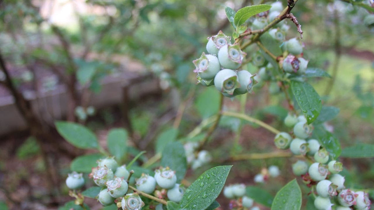 Our Giving Garden gives all produce, eggs and honey grown to families in need
