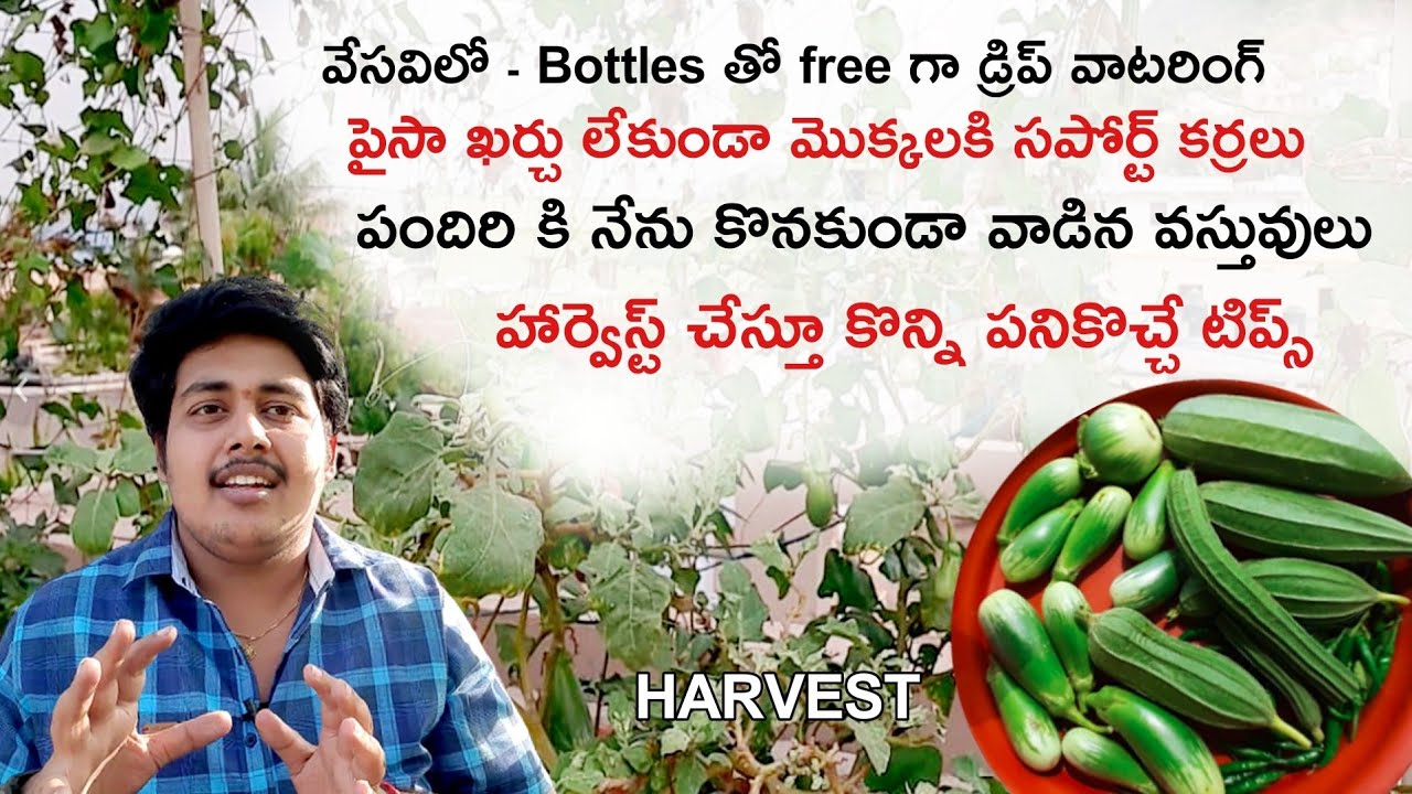 హార్వెస్ట్ చేస్తూ పైసా ఖర్చు లేకుండా పందిళ్ళకి సపోర్ట్ కి నేను వాడిన వస్తువులు చూపిస్తా రండి !👍