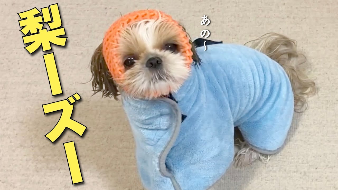 【シーズー】風呂上がりの梨ーズー！可愛いなぁもう www【278】