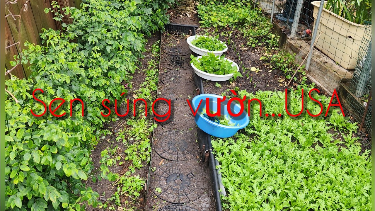  VƯỜN RAU TRƯỚC NGÀY ĐÔNG ĐÁ  . 1_24_2026