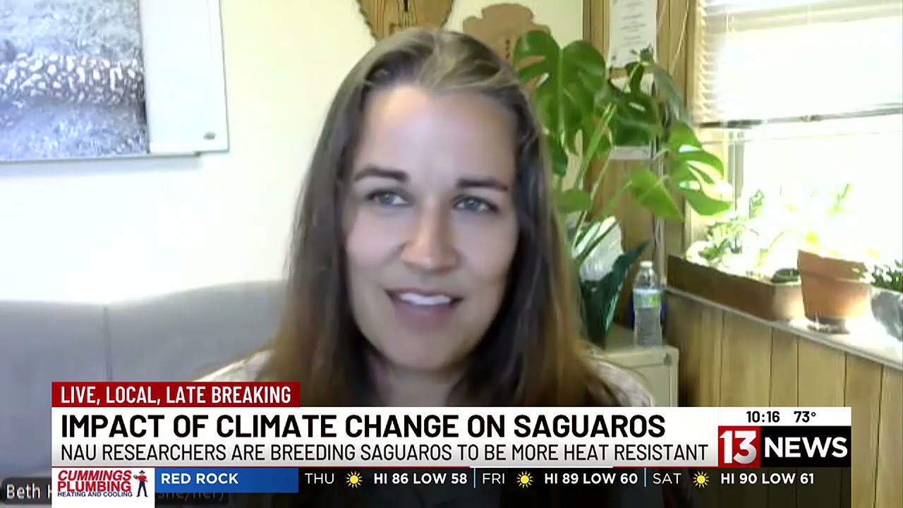 How researchers in Arizona are hoping to breed the next generation of saguaros (05/09/2024)