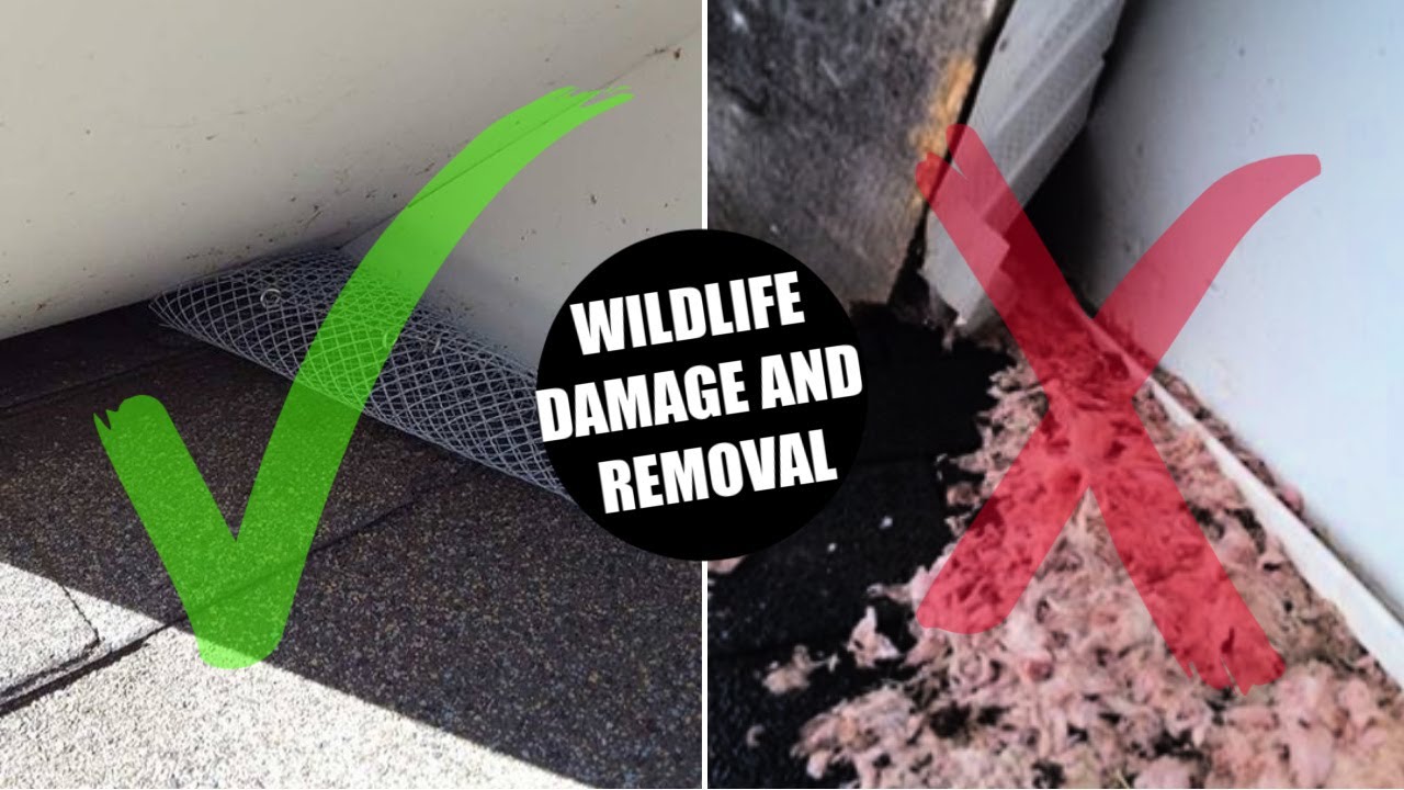 Wildlife Damage Explained