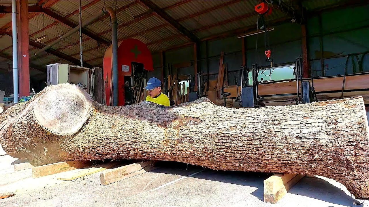 #109 【製材】楠（クス）　【lumbering】camphor tree