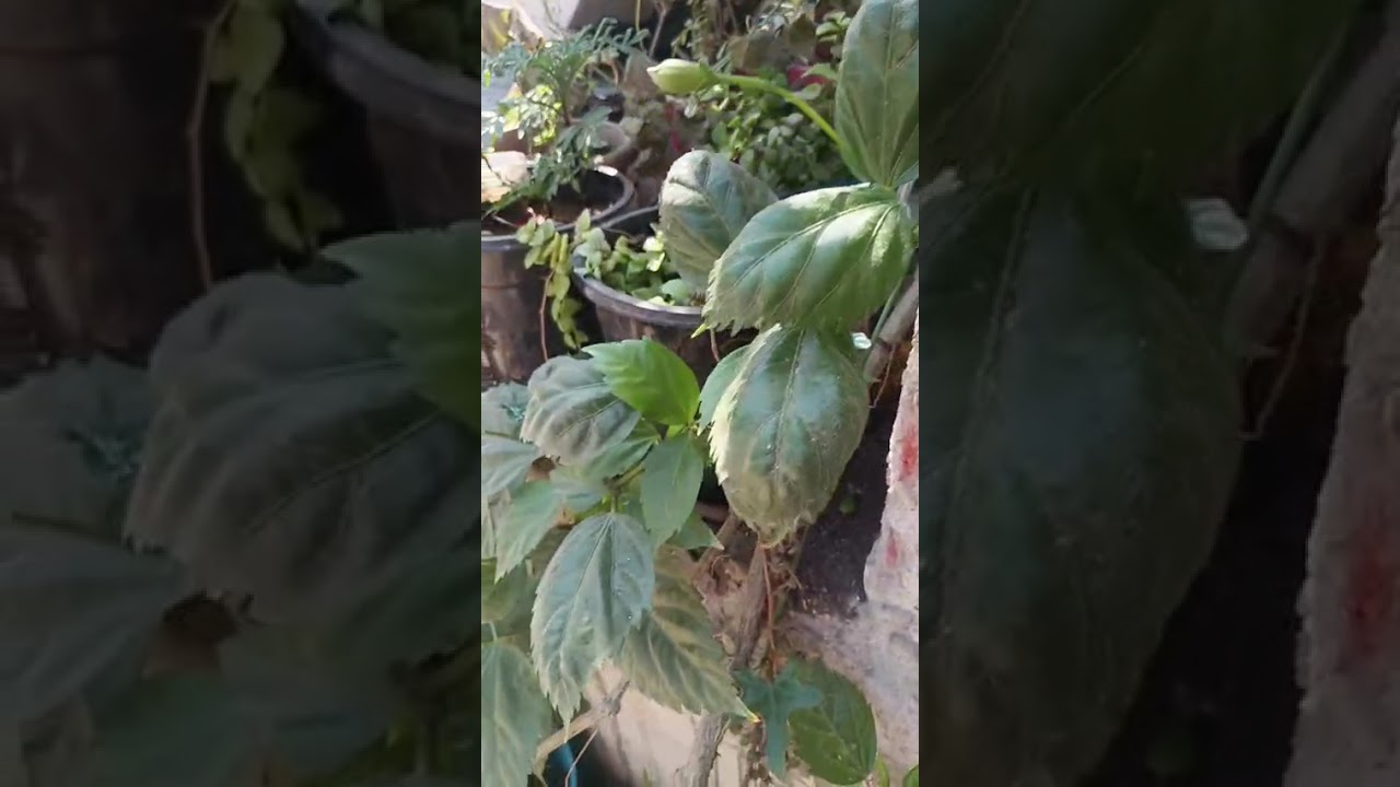 Finally Mere Gudahal me kaliya aa gai🌺 // viral video #gardenplants #shortvideo #pihuandfamilyvlog