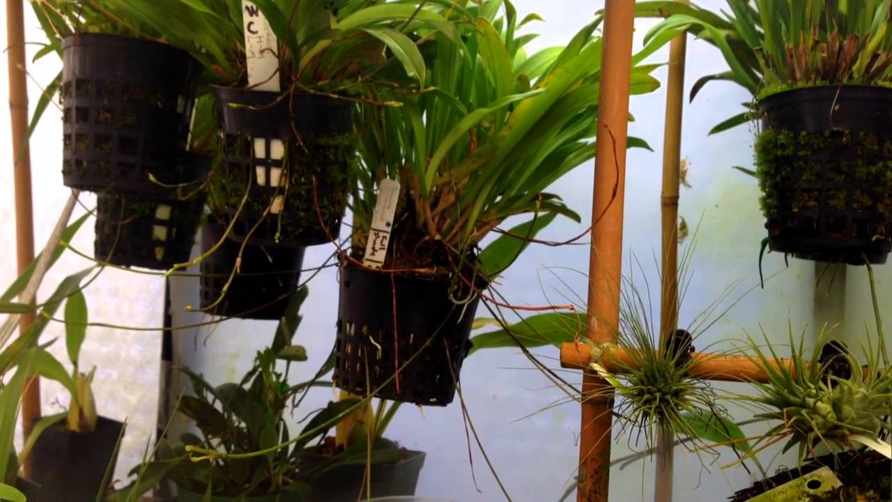 Cool growing Orchids Set up, Orchid Care and tips For Dracula and Other cool growing Orchids