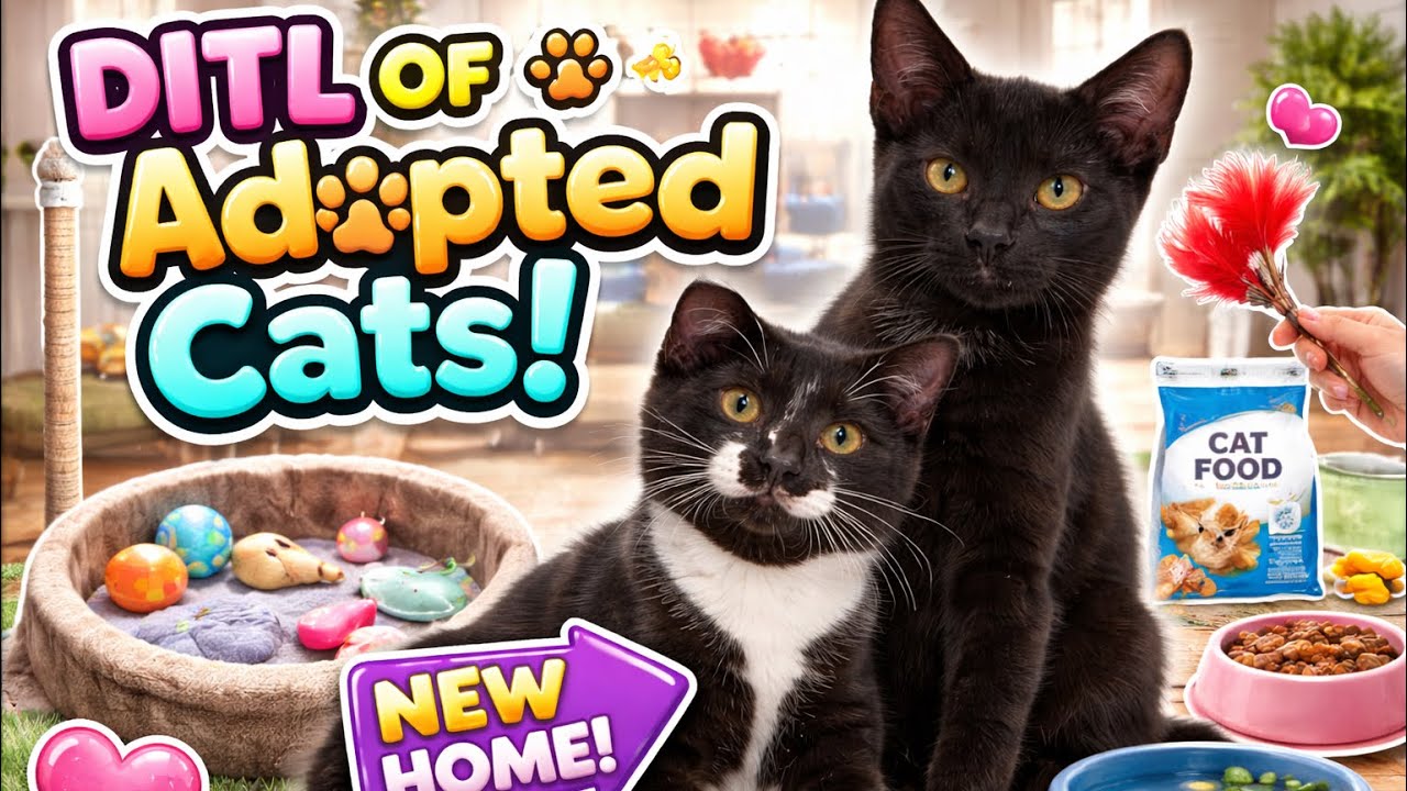 Can a Bowl of Food Change a Life? DITL With Glenda & Jonathan #cat #catsofyoutube #catlivestream 