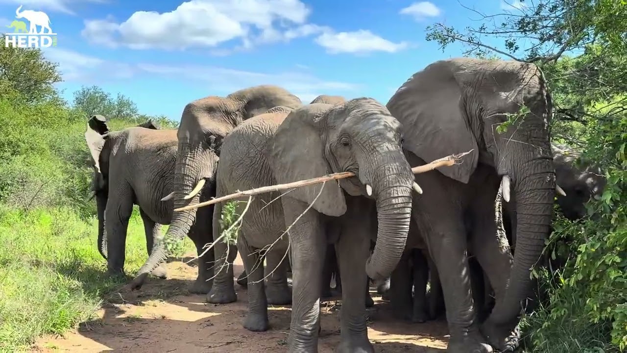 An Encounter with the Wild Elephant Herd and a Lone Lioness 🐘🦁