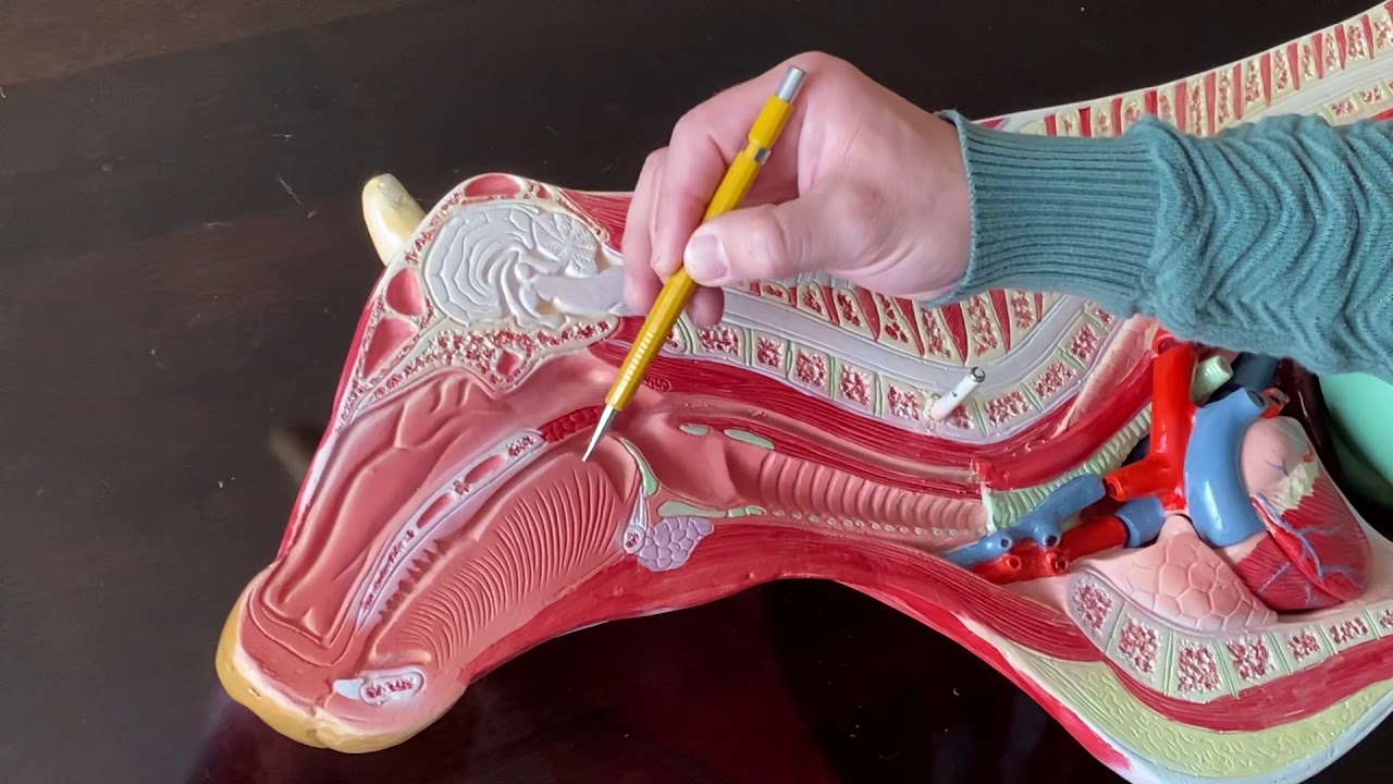 Anatomía Digestiva del Bovino: parte 1