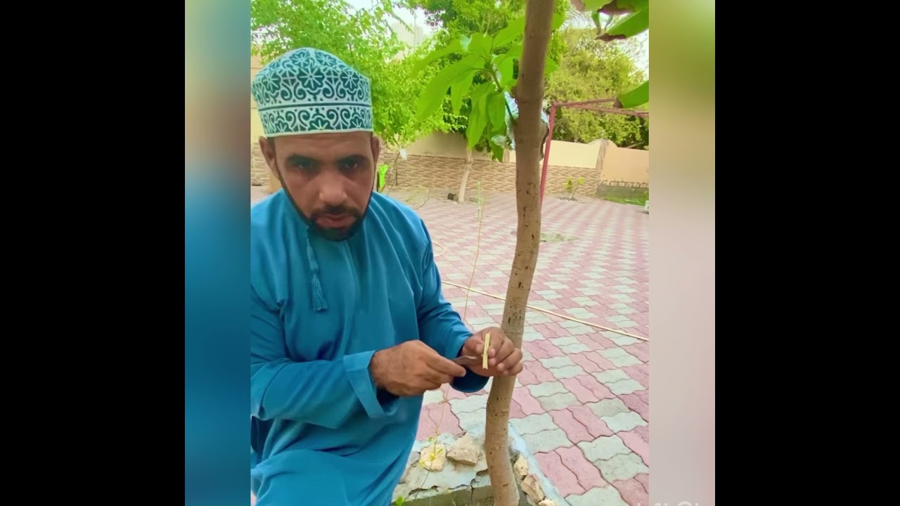 تطعيم المانجو 3 المهندس عبدالله الشحي