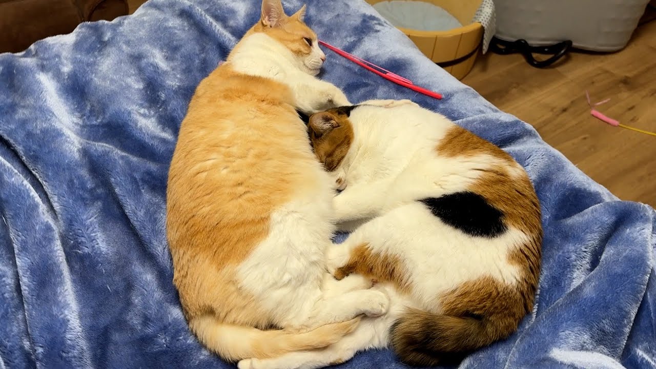 ロビンのお腹をモミモミしながら寝るベルちゃんが可愛すぎました