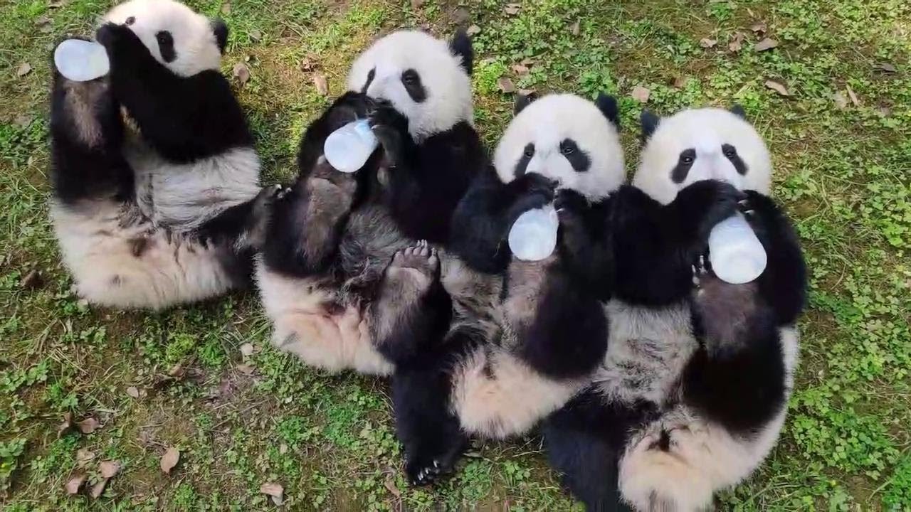 小时候的双重喜庆一起喝瓶瓶奶，一熊一瓶手脚并用，超可爱🥰😘ChongQing zoo panda cubs drink milk together (Chong Chong and friends)