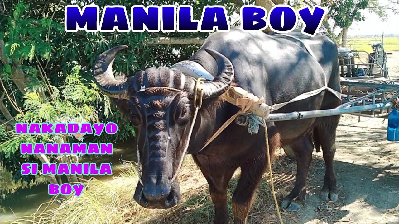 MANILA BOY NAKADAYO NANAMAN BUHAY BUKID JRTV