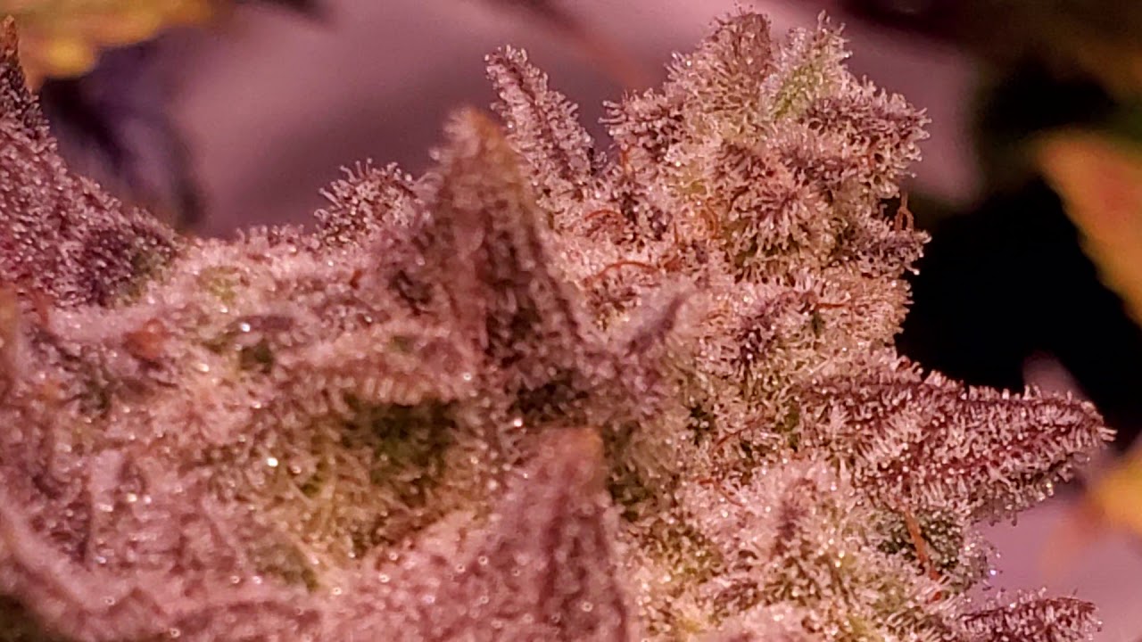 Do-si-dos harvest day