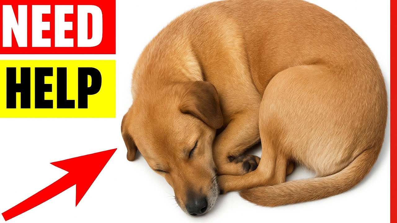 14 Warning Signs Your Dog Is Silently Begging for