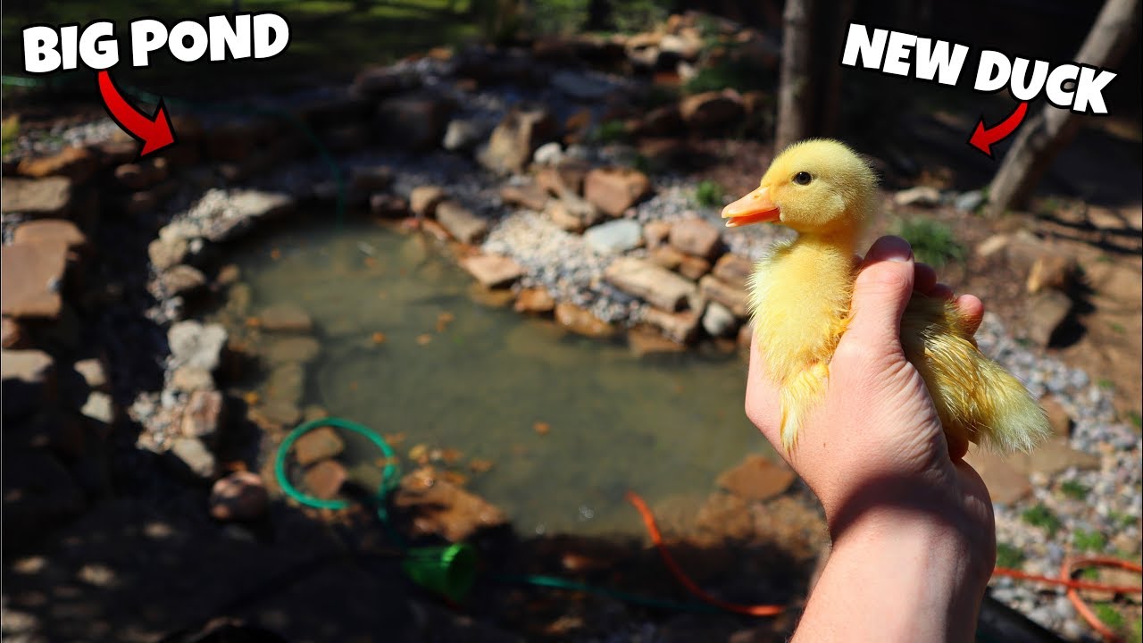 Baby Ducks See Their NEW Pond!