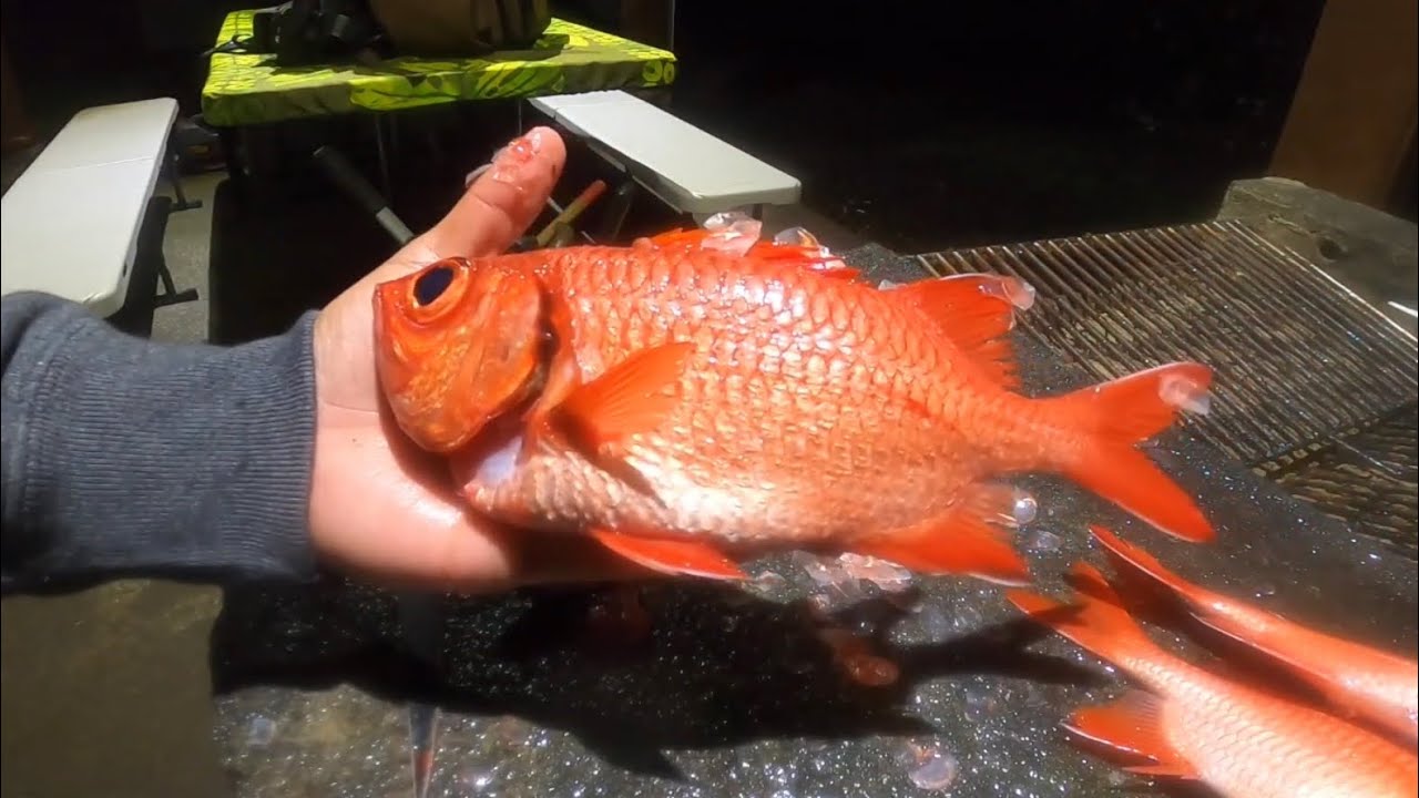 MENPACHI, Soldier Fish | Catch Clean Cook