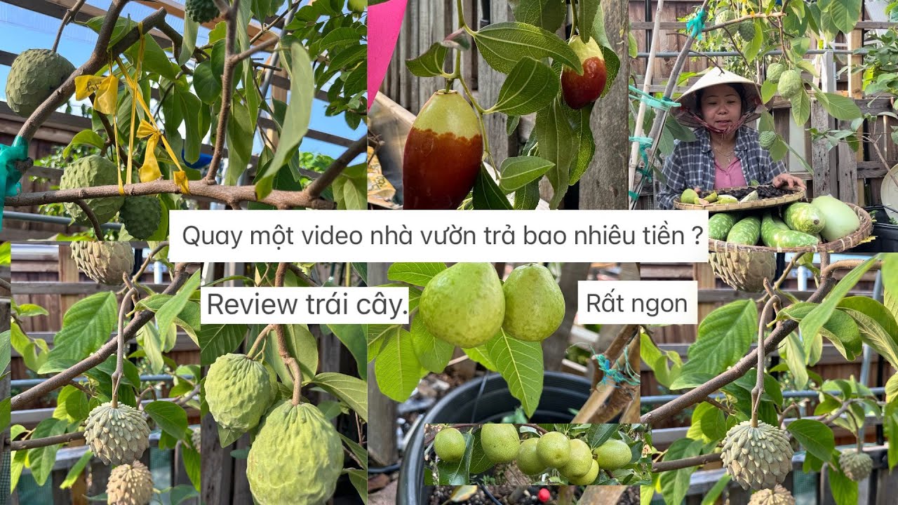 Quay một video nhà vườn trả bao nhiêu tiền ? Review trái cây rất ngon ❤️🥰🍑🌴# 667