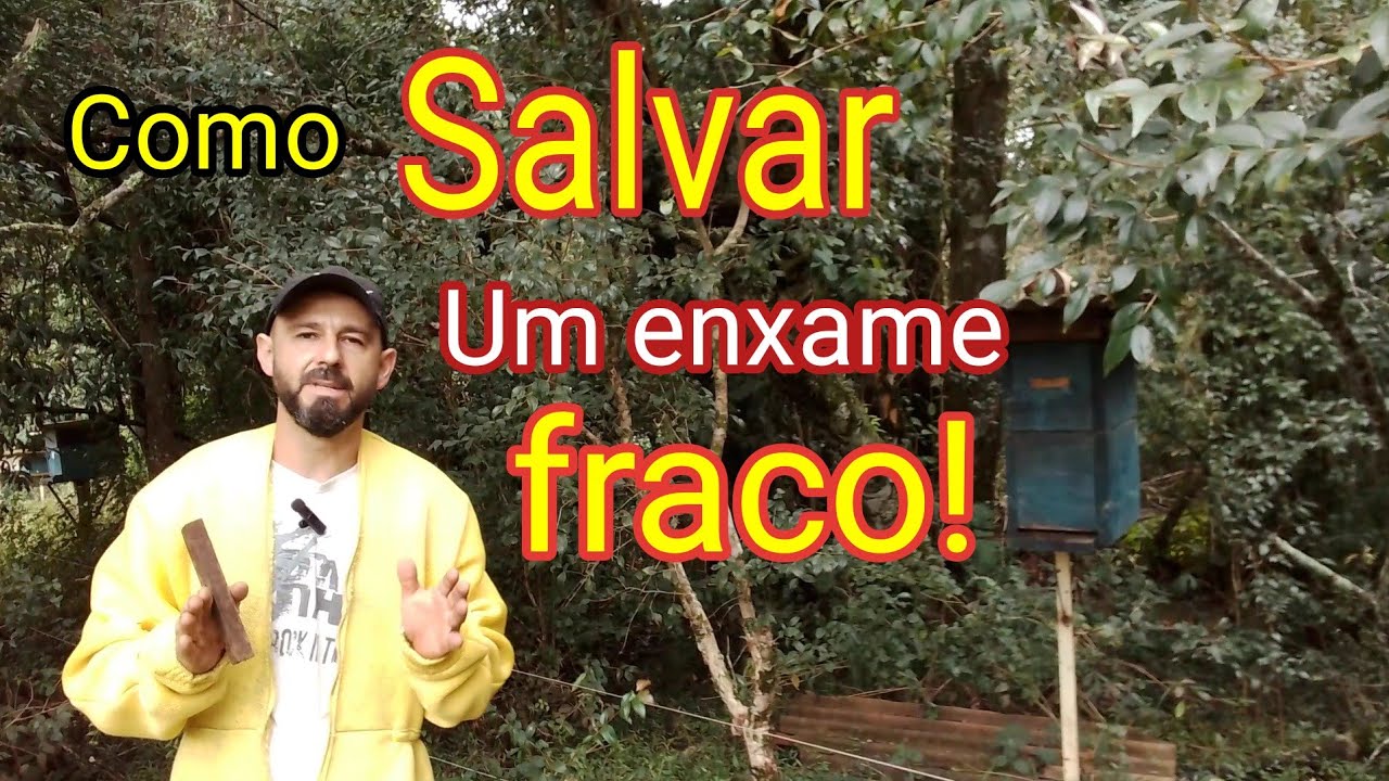 Você só vai salvar um enxame fraco assim ☝️