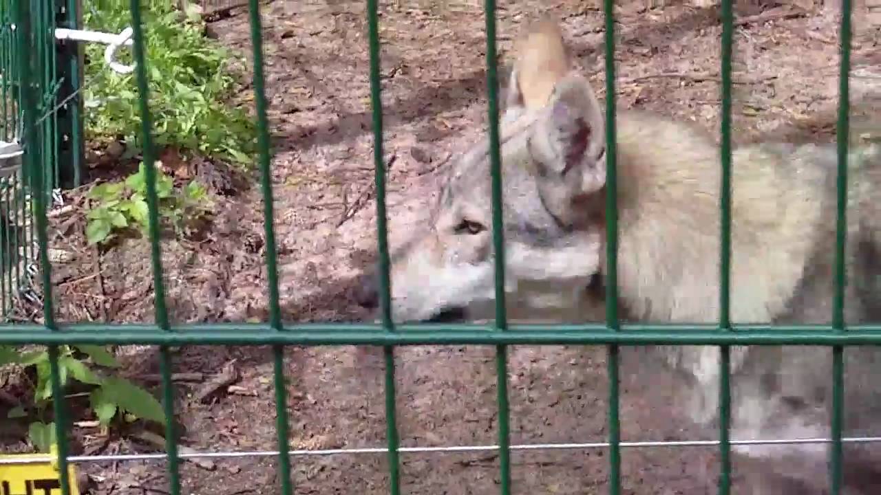 Wolfcenter  Dörverden