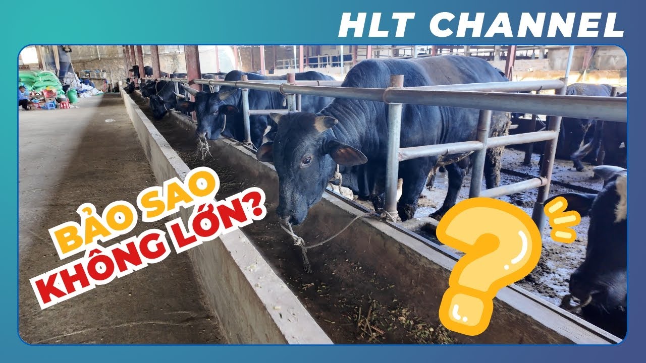 Bò Thiếu Thức Ăn, Nước Uống Bẩn, Chế Độ Dinh Dưỡng Kém, Không Tiêm Phòng Đầy Đủ??? Bảo Sao Không Lớn