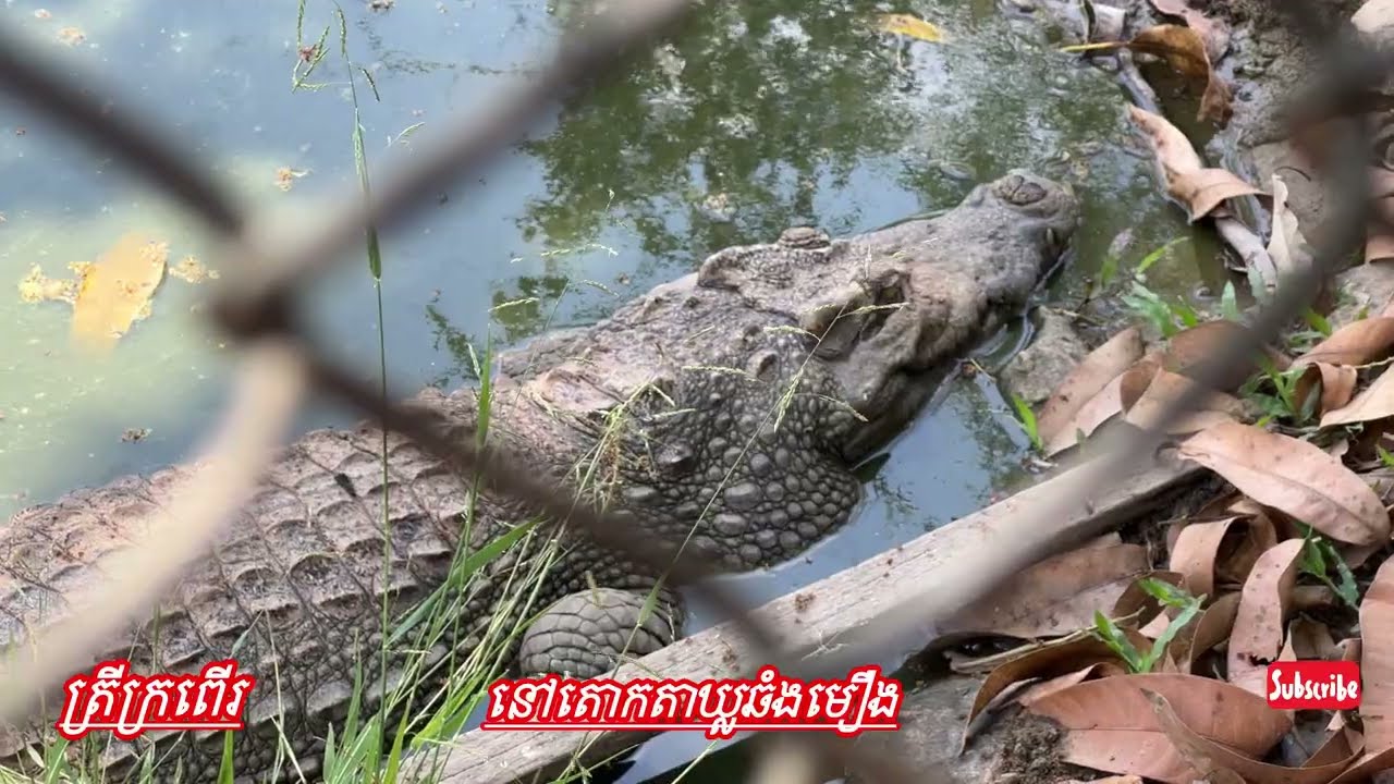 ត្រីក្រពើរ18ក្បាល