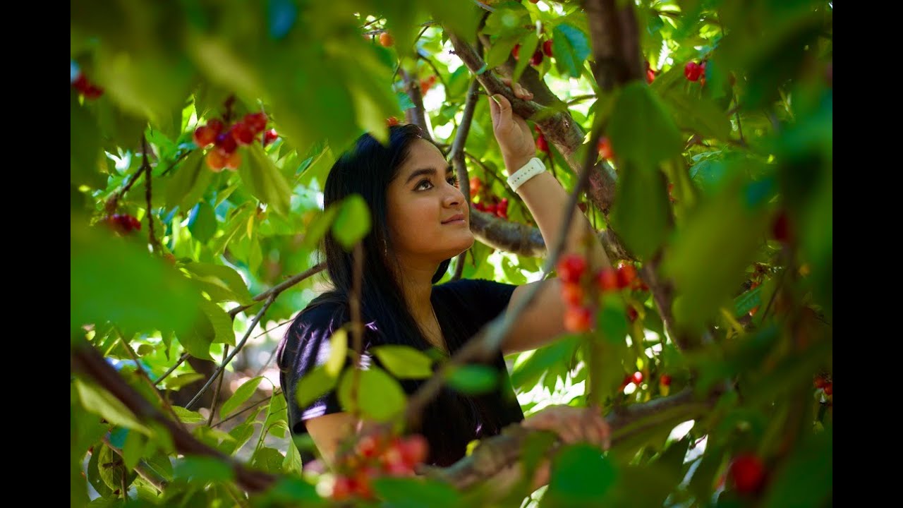 আসুন ঘুরে আসি আমেরিকার একটি Fruit Farm থেকে  || U-Pick @ Cherry and Berry Farm in California