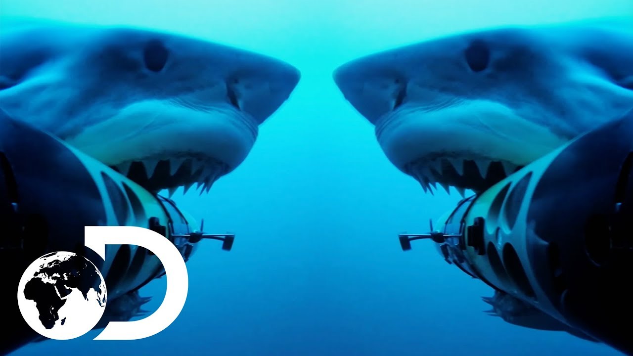 Shark Cam Gets Attacked By Jaws Of The Deep | Shark Cams Strikes Back | SHARK WEEK 2018