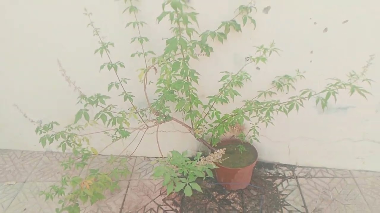8 أغسطس 2025