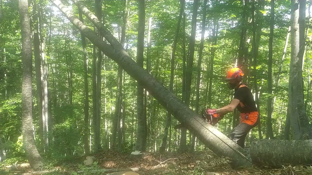 Work in forest with Husqvarna 572xp #2