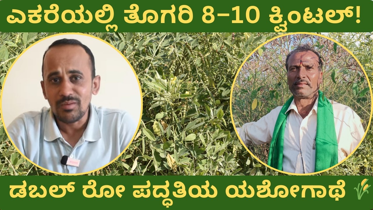 ತೊಗರಿ ಕ್ರಾಂತಿ! ಒಂದು ಎಕರೆಯಲ್ಲಿ 8–10 ಕ್ವಿಂಟಲ್ ಉತ್ಪಾದನೆ  #redgram #agriculture #farming #kannada #india