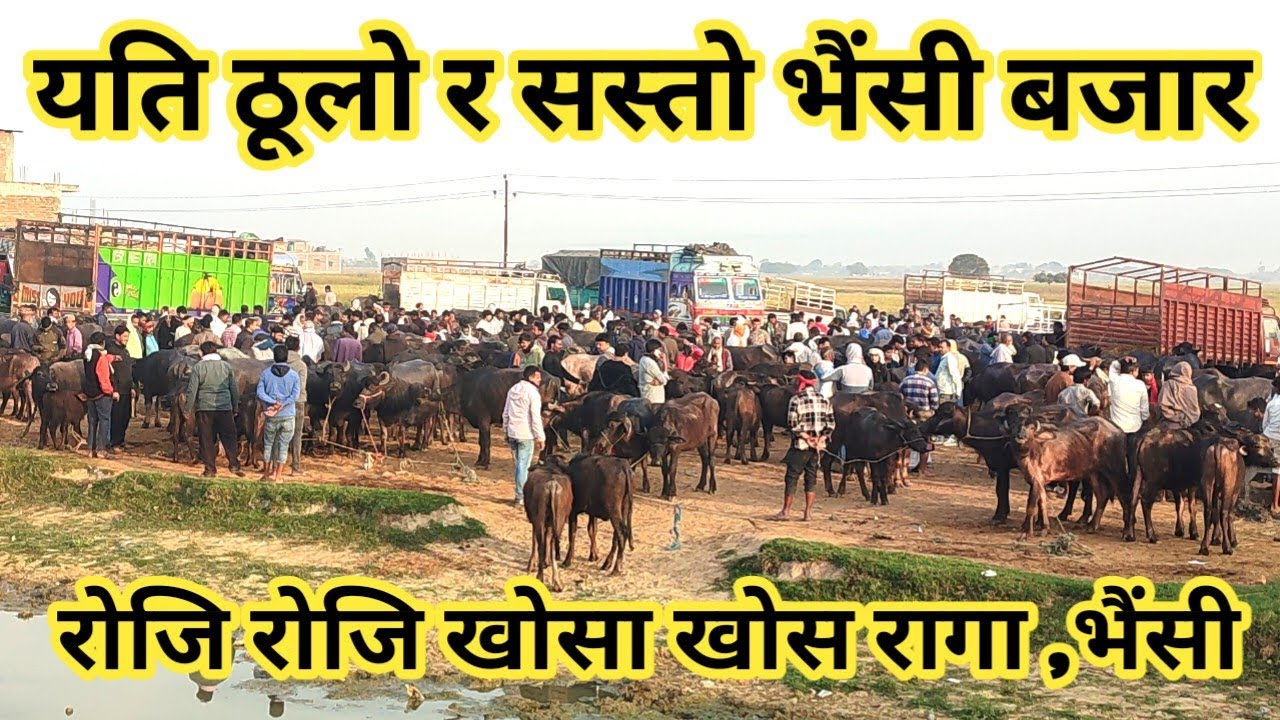 यति ठूलो र सस्तो भैंसी बजार ! buffalo market in nepal ! nepali village !