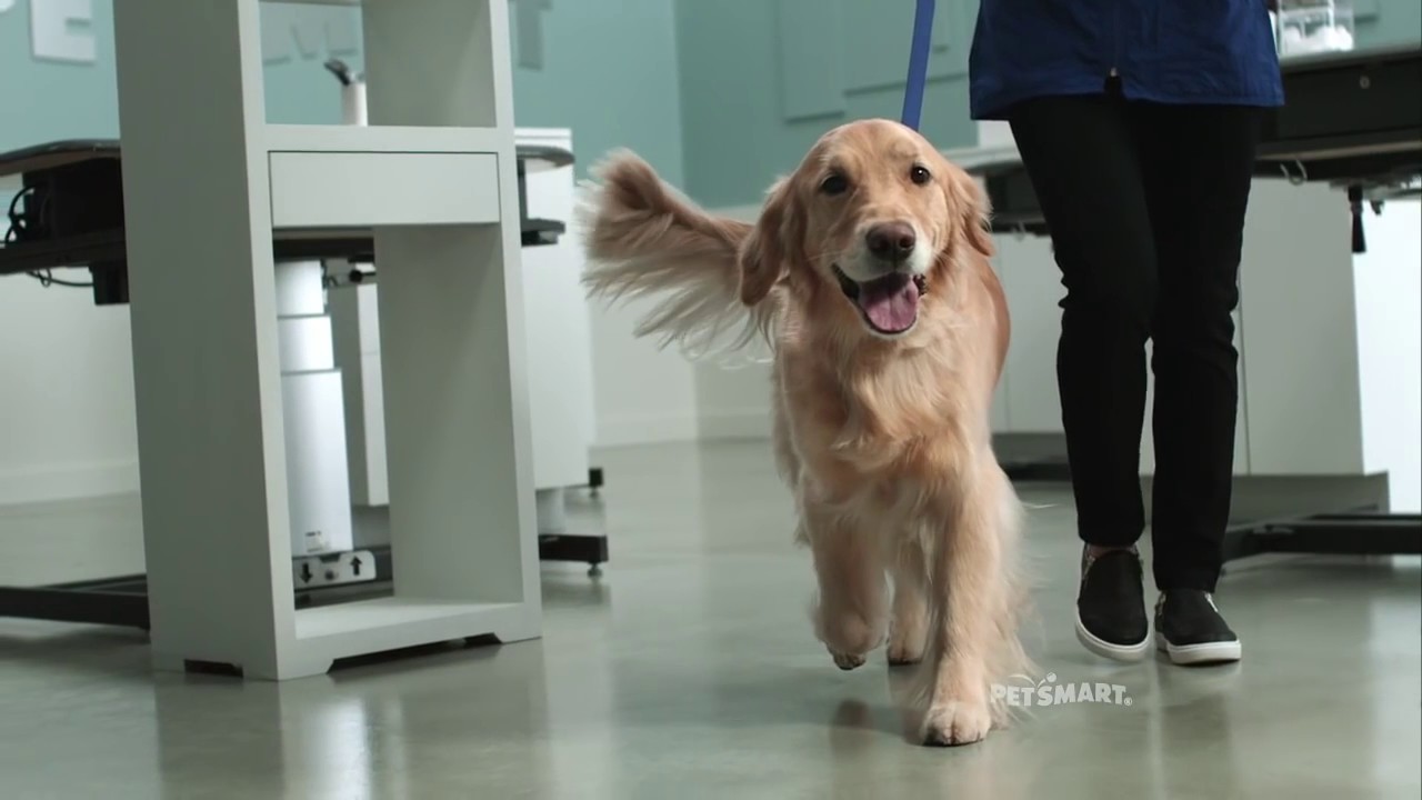 petsmart Grooming