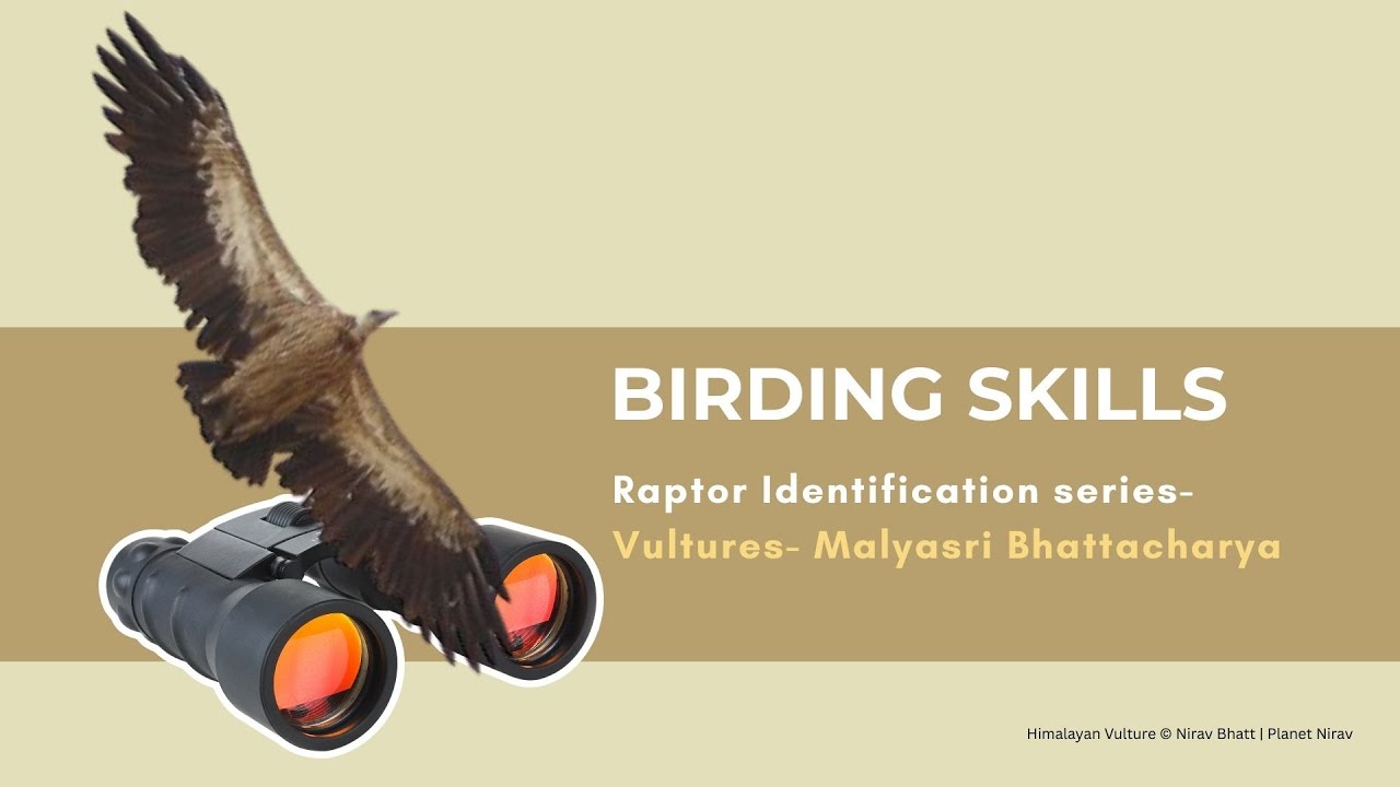 Vulture Identification in India | By Malyasri Bhattacharya