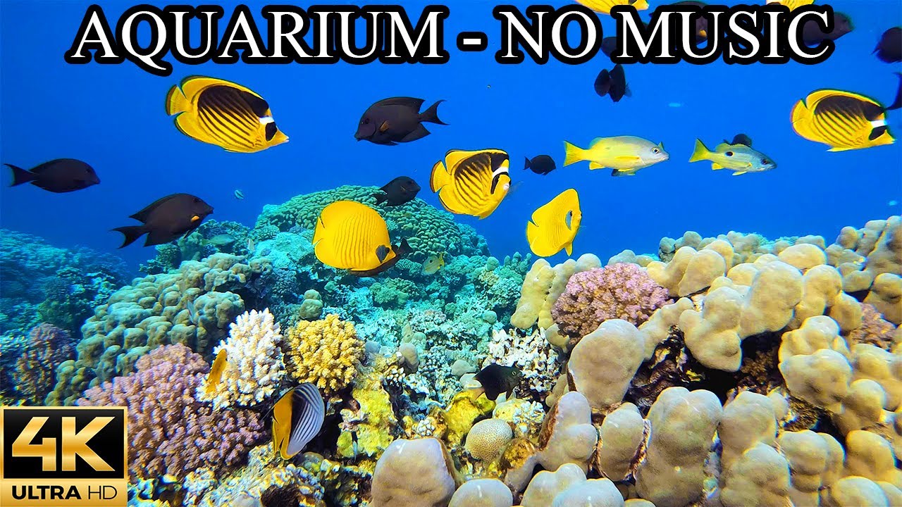 AQUARIUM 4K Coral Reef 4K Aquarium NO Music NO Ads - 12 Hours | Aquarium Sounds For Sleeping