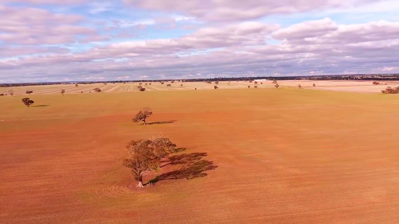 Crop Inspection at home