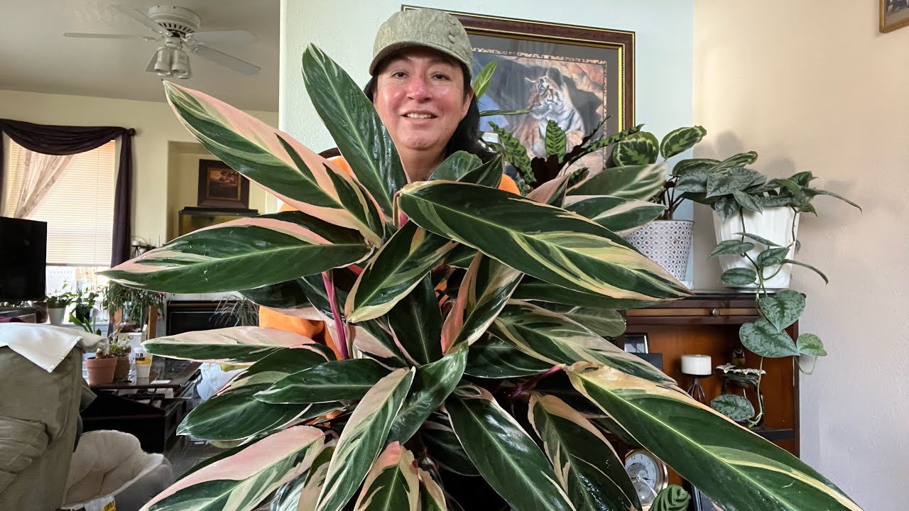 Quieres tener una calathea tríostar así mira los cuidados que doy.