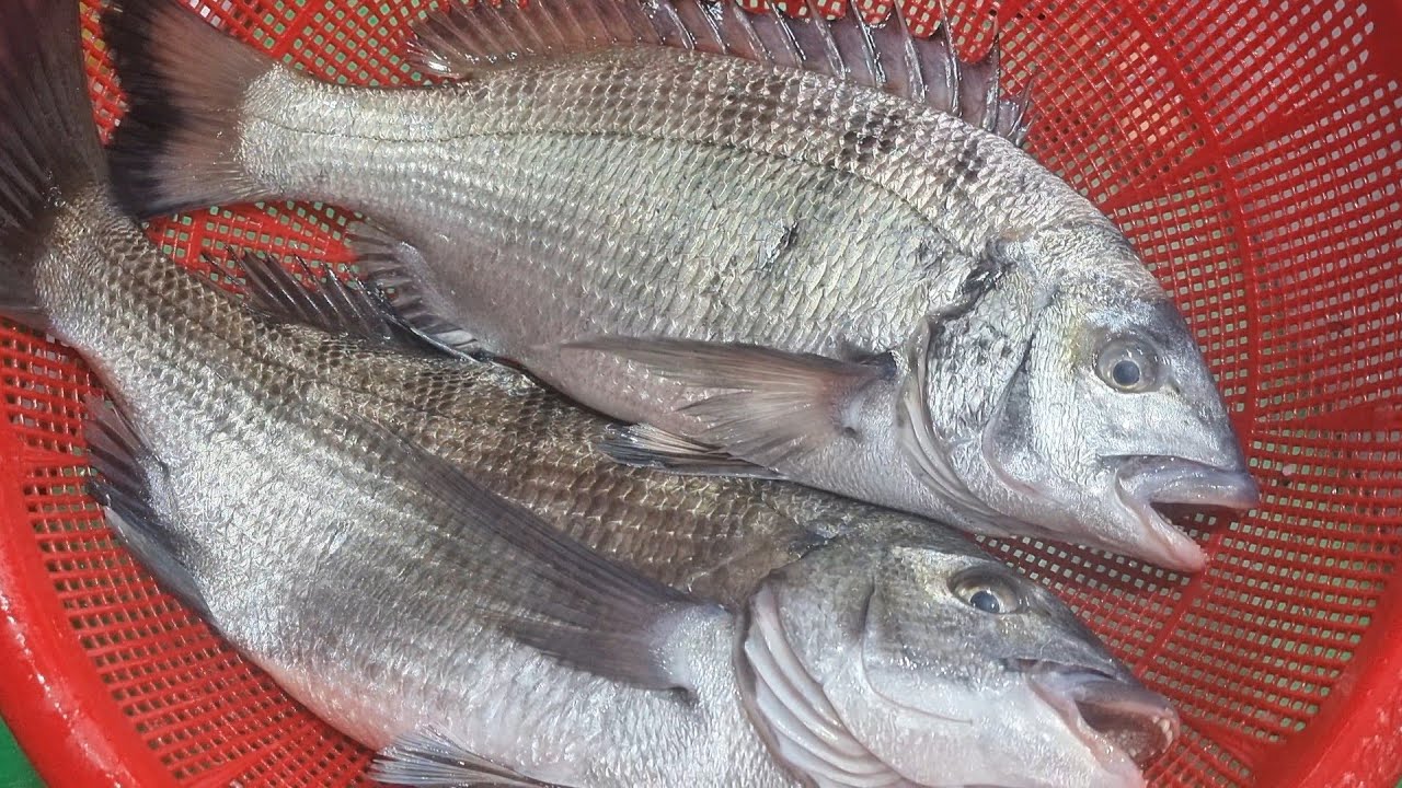 진짜 쉬운 누구나 피빼서 회뜨는 방법. The easiest way to drain the blood completely and cut the fish.