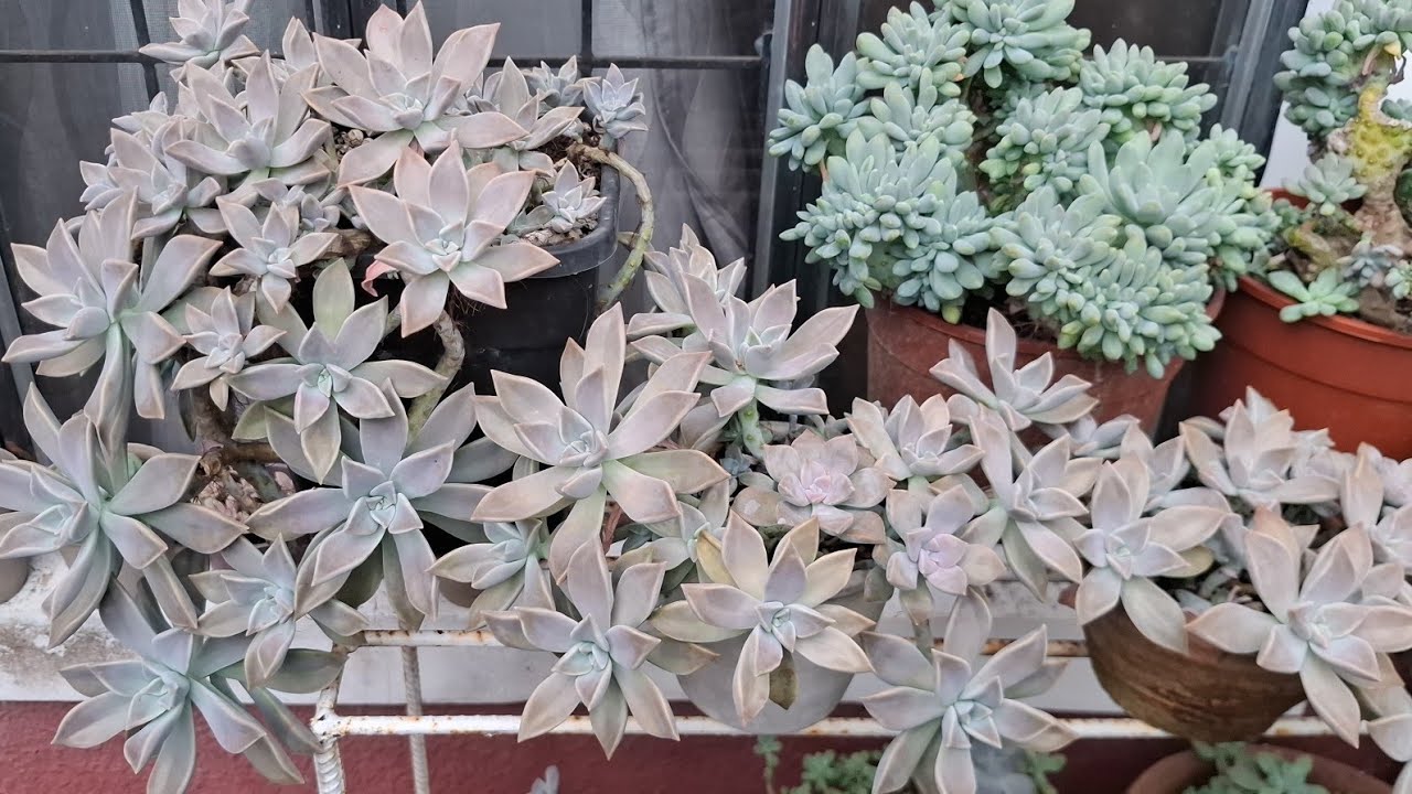 Dumarami ang ghostplant succulent