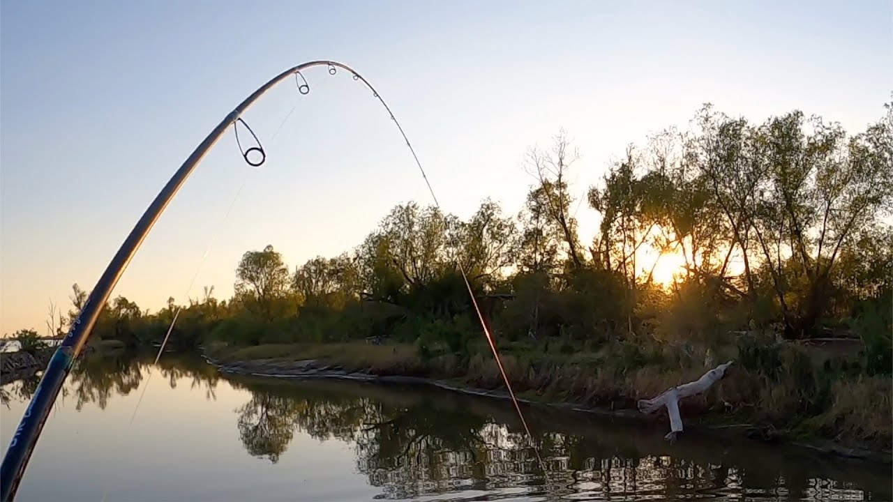 Catfish On A Sumo Spoon, Catch And Cook