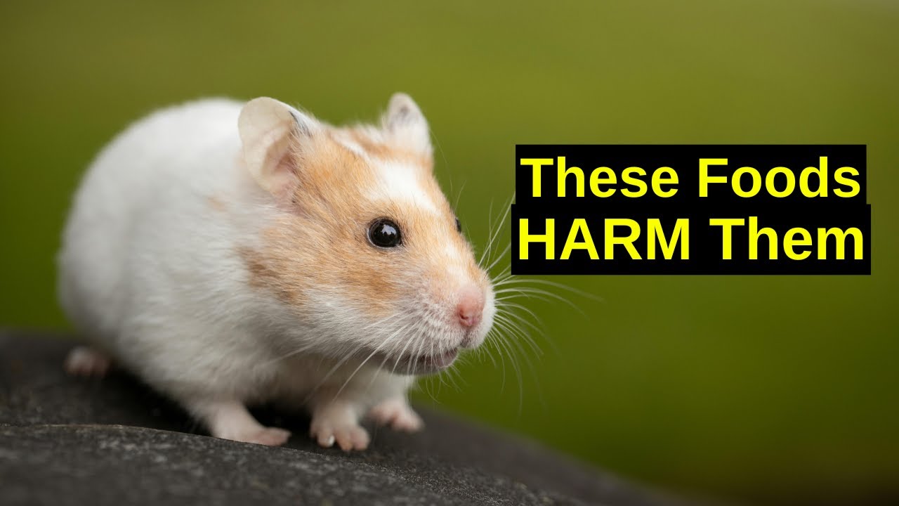 Foods That Can Seriously Harm Your Hamster (Hamster Care Tips)