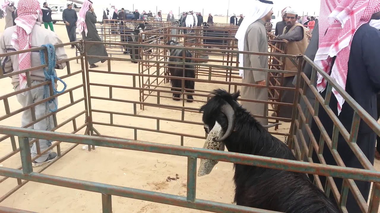 مزاين فحل الماعز العارضي - الكويت
