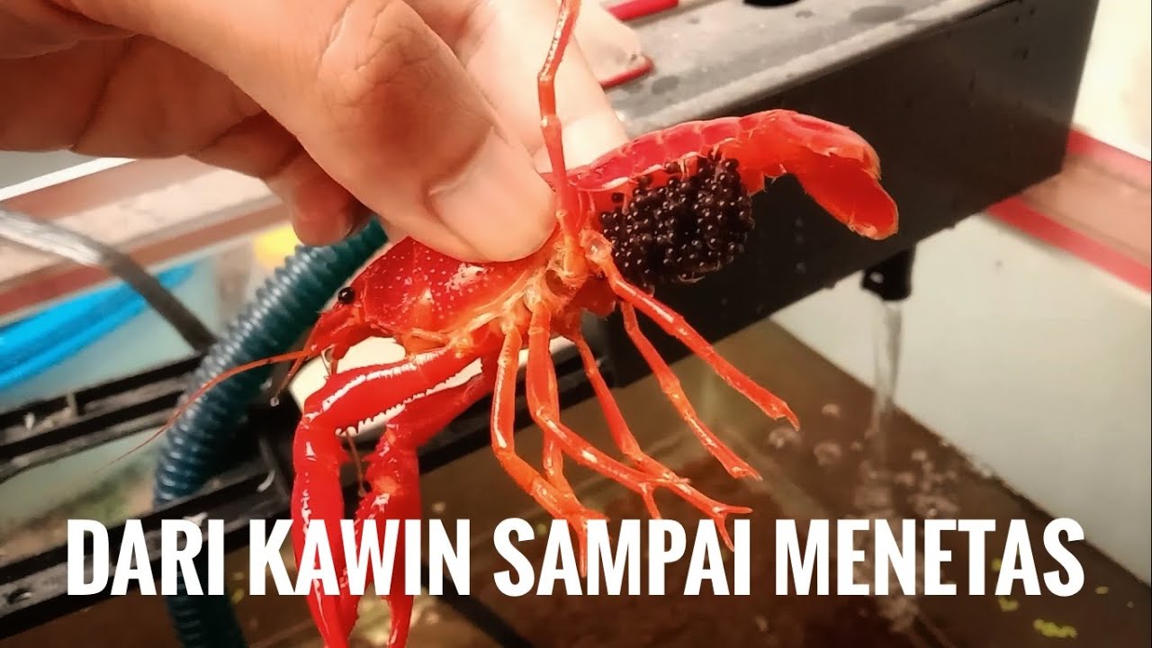 Dari kawin sampai menetas butuh berapa lama⁉️ Budidaya lobster merah hias