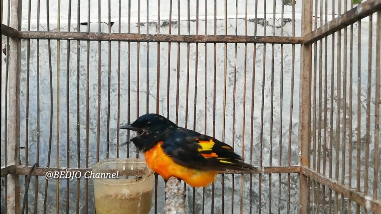Suara Mantenan Greteh Ngriwik Pedas Untuk Pancingan Dan Masteran