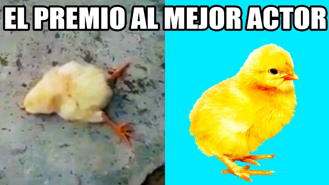 Animales Más Dramáticos Captados En Cámara