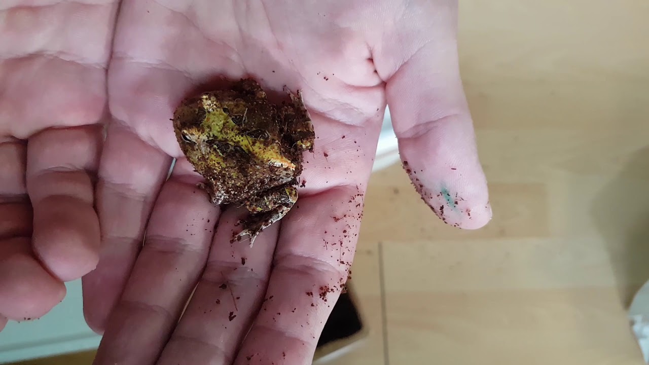 *UNBOXING* Ceratophrys cranwelli x cornuta