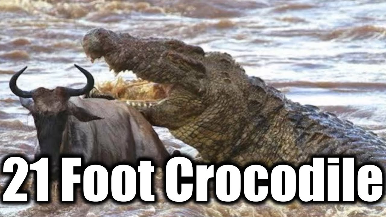 Giant Crocodile Seen in Burundi