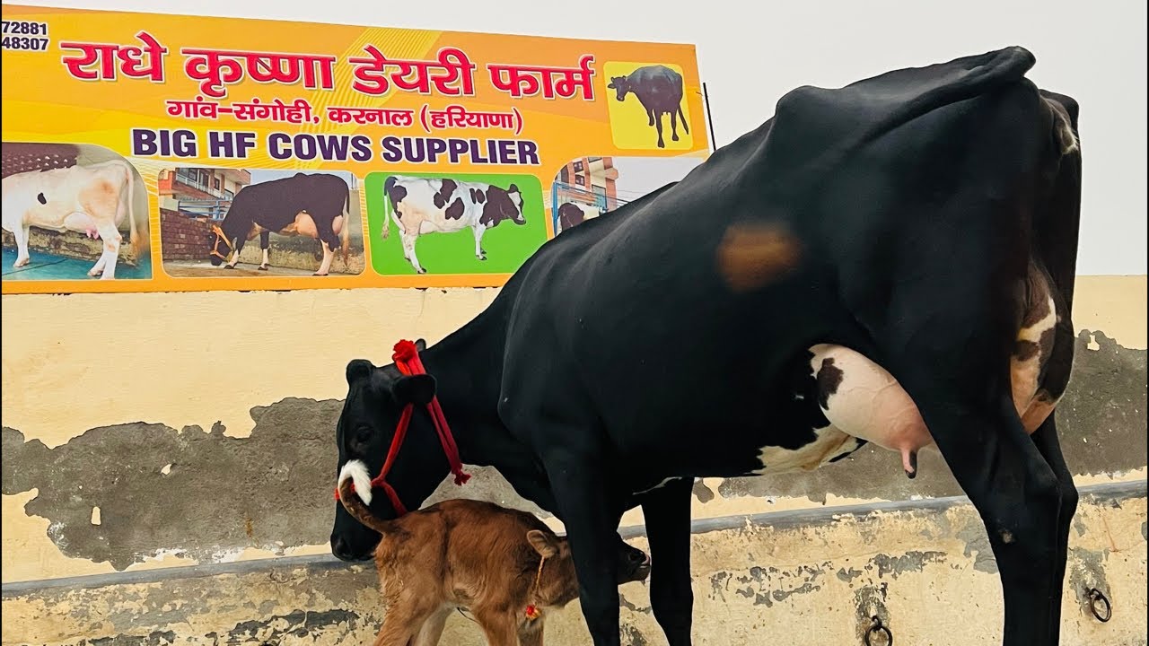 Top Breed 25Ltr+ Milk HF JERSEY cross 2nd Lact. 6 teeth Cow For Sale 📞-8930972881