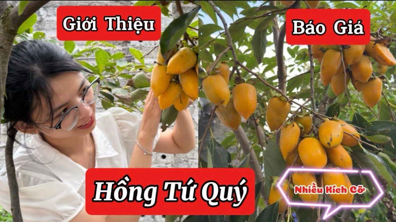 3/12 Giới Thiệu Và Báo Giá Cây Hồng Tứ Quý sẵn quả với nhiều kích thước khác nhau ☎️092.391.2111