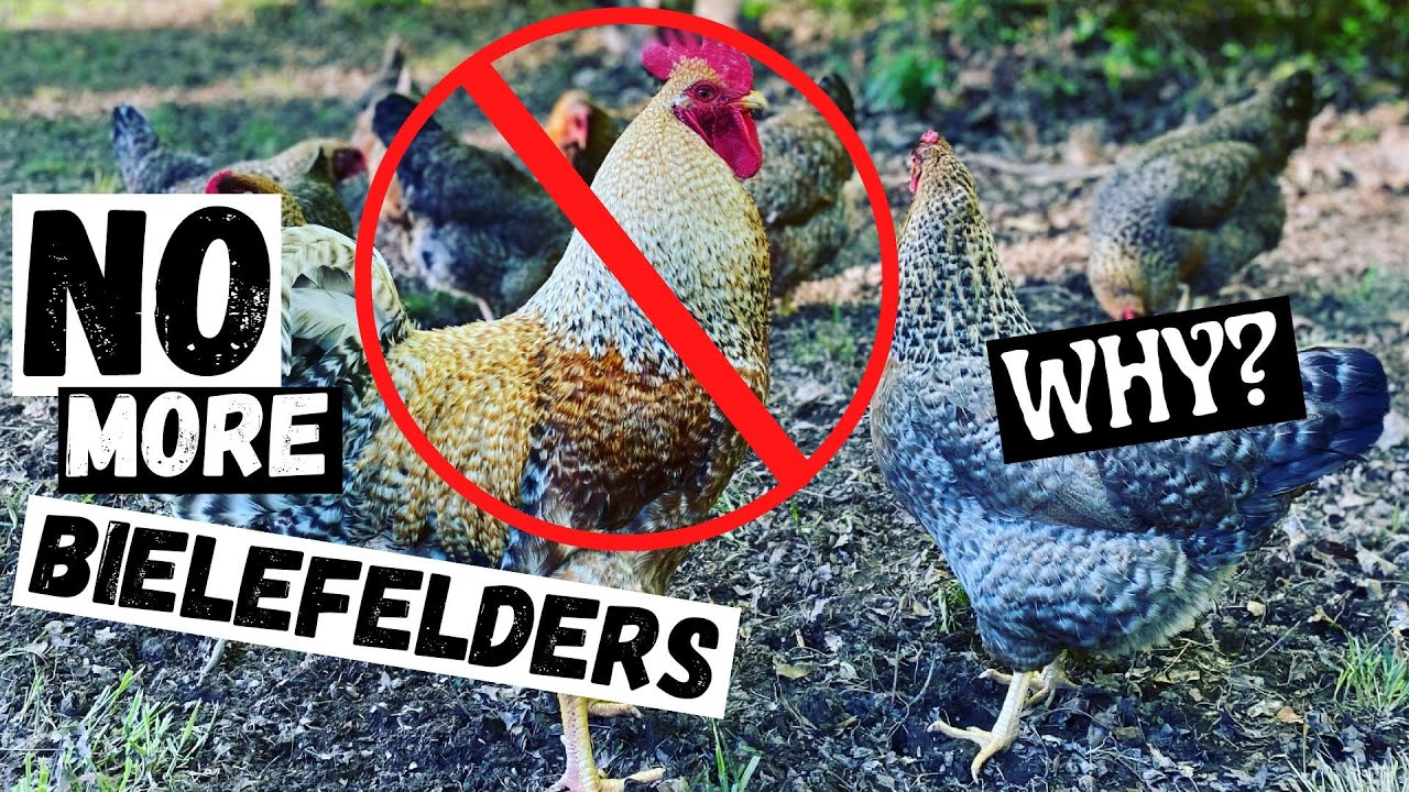 Why We Don't Have Bielefelder Chickens Anymore?